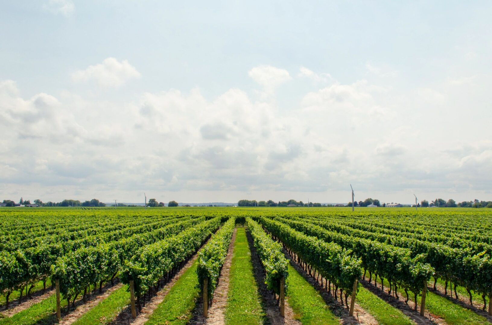 A field with many rows of green vines.