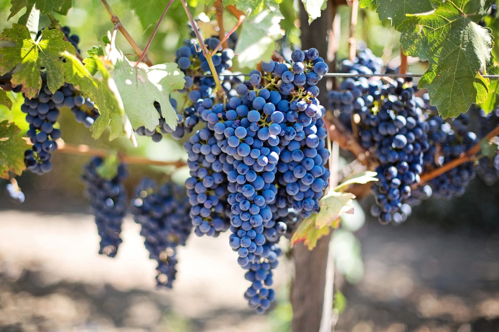 A bunch of blue grapes hanging from the tree.